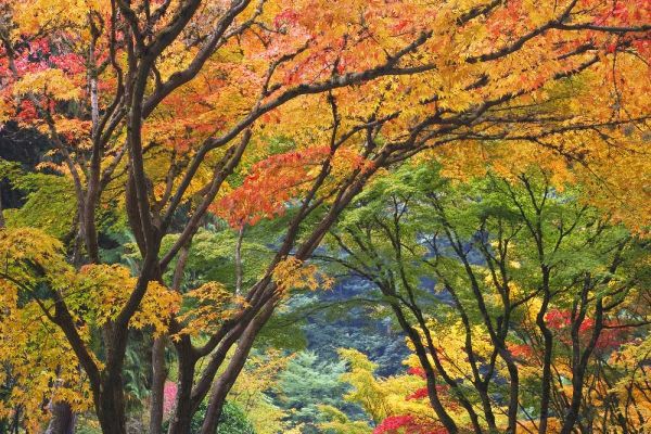 Oregon, Portland Maple trees in autumn color